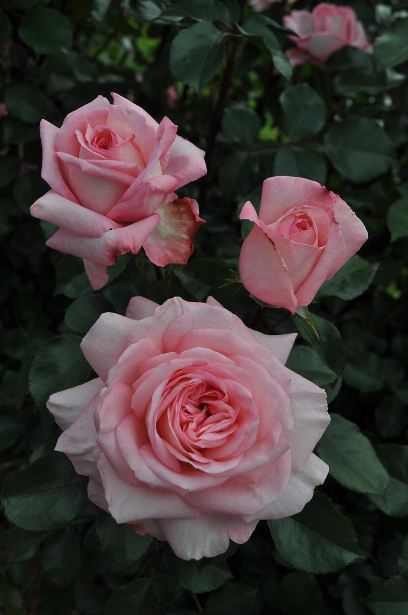 
Dusky pink ‘Savannah,’ bred by Kordes Rosen in Germany, is an award-winning rose. 
