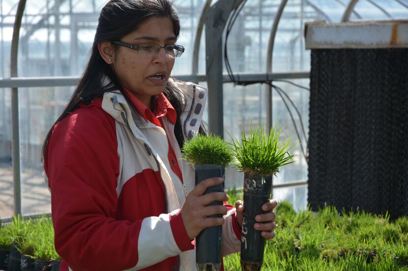 Turf grass breeder Dr. Ambika Chandra in the greenhouse at the Texas A&M AgriLife Research...