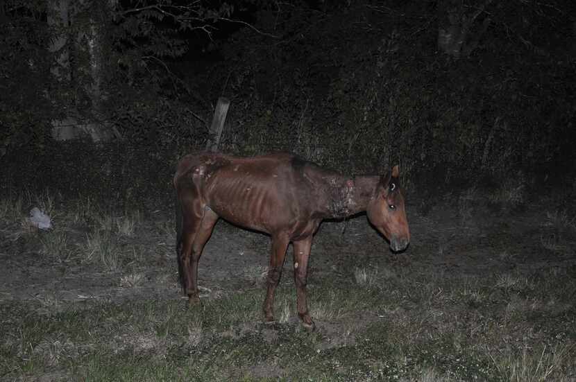 The horse shot by the sheriff's department in October was malnourished and wounded in the...