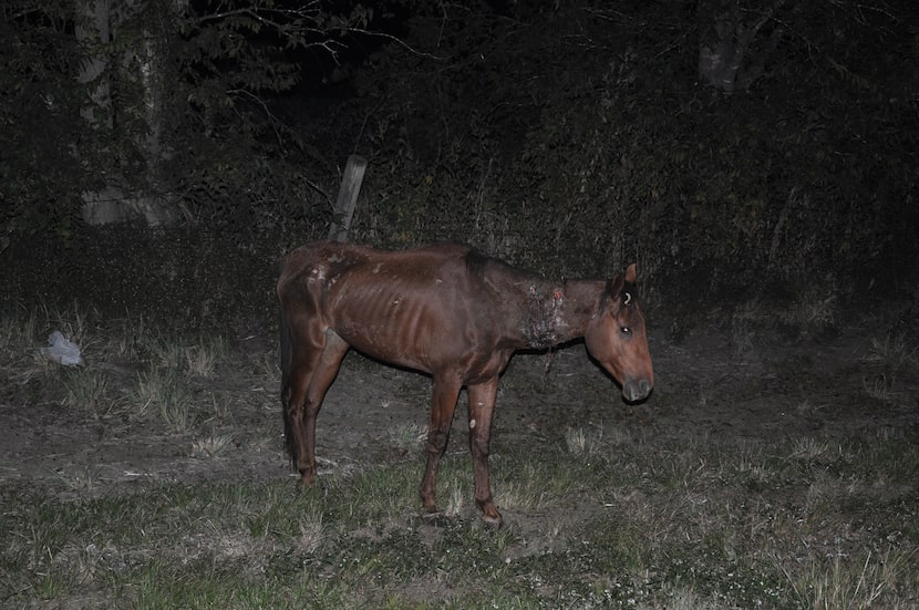 The horse shot by the sheriff's department in October was malnourished and wounded in the...