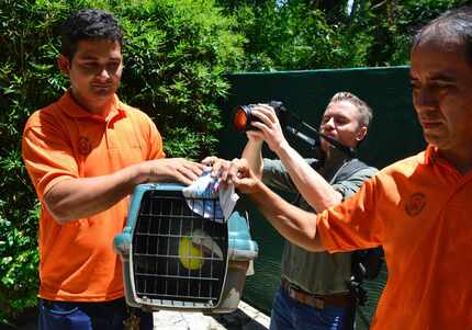 Staff members of ZooAve animal sanctuary carry Grecia the toucan in Alajuela, Costa Rica.