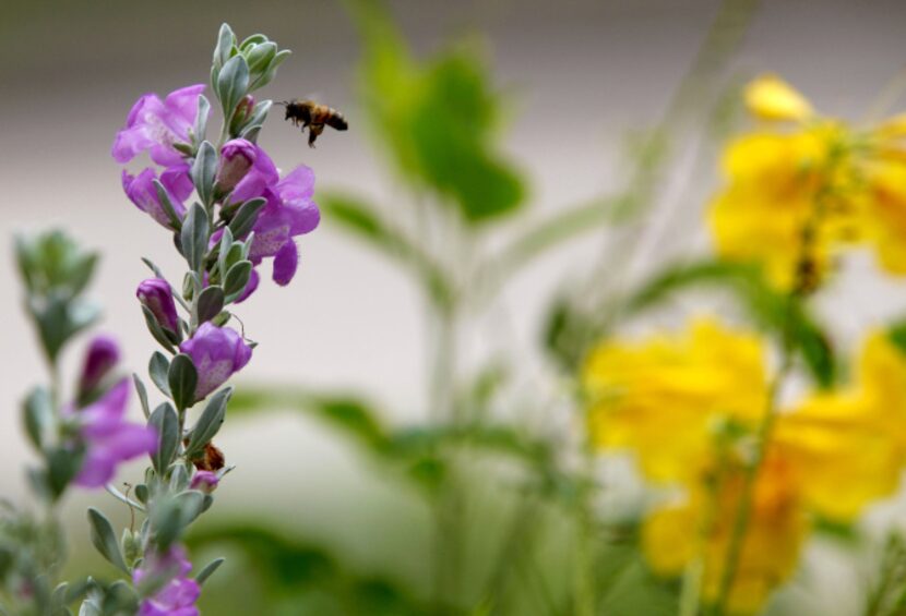 A Texas Sage and Esperanza grow in Christy Hodges traditional English garden on September...