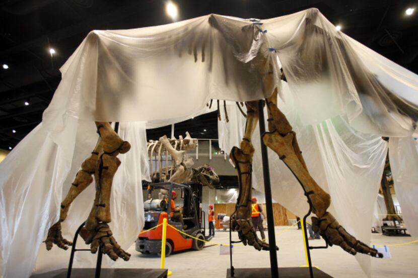 Behind the covered Columbian mammoth found along the Trinity River in southern Dallas, the...