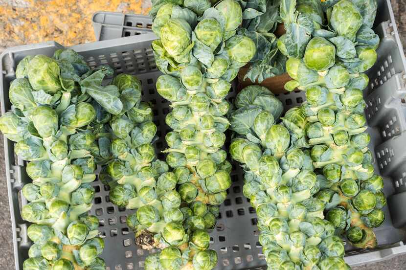 Brussels sprout stalks