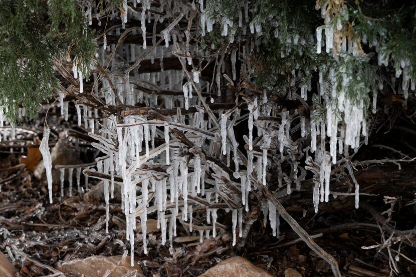 Ice covers plants at the intersection of Lemmon Ave and McKinney Ave on Friday, Dec. 23,...