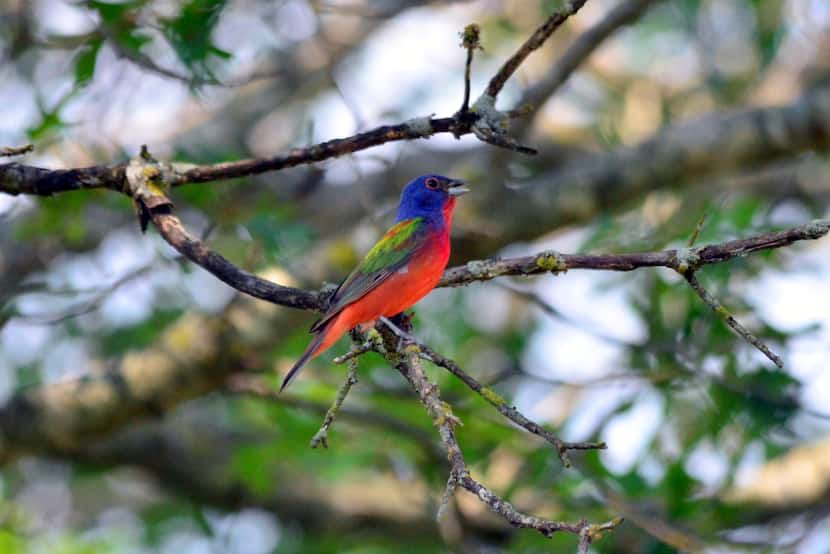 Painted buntings nest in Texas and are have a high conservation concern due to domestic and...