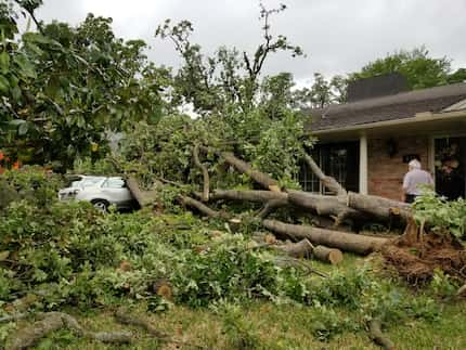 Mark Cohagen walks past the pieces of a fallen tree that crushed his wife Joan Cohagen's...