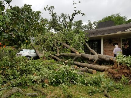 Mark Cohagen walks past the pieces of a fallen tree that crushed his wife Joan Cohagen's...