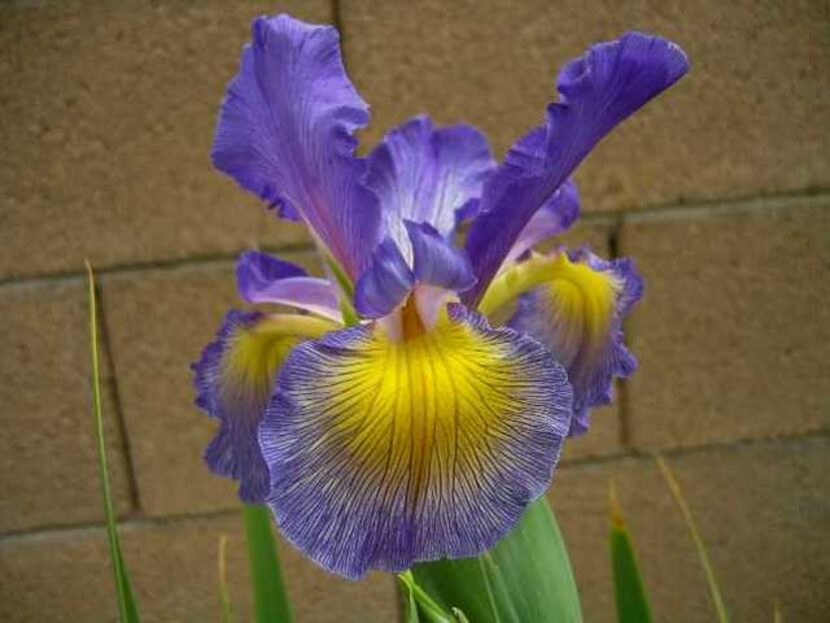 
'Megatrend', a spuria iris
