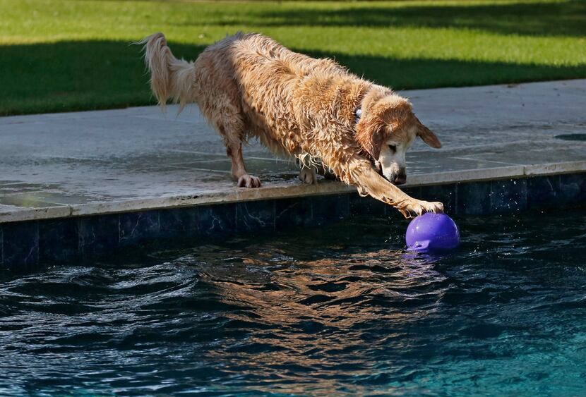 One of TCU head football coach Gary Patterson's dogs reaches to bring a floating ball closer...