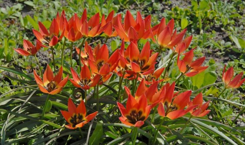 
'Little Princess' has orange flowers brushed with flecks of deeper orange and red. Inside,...