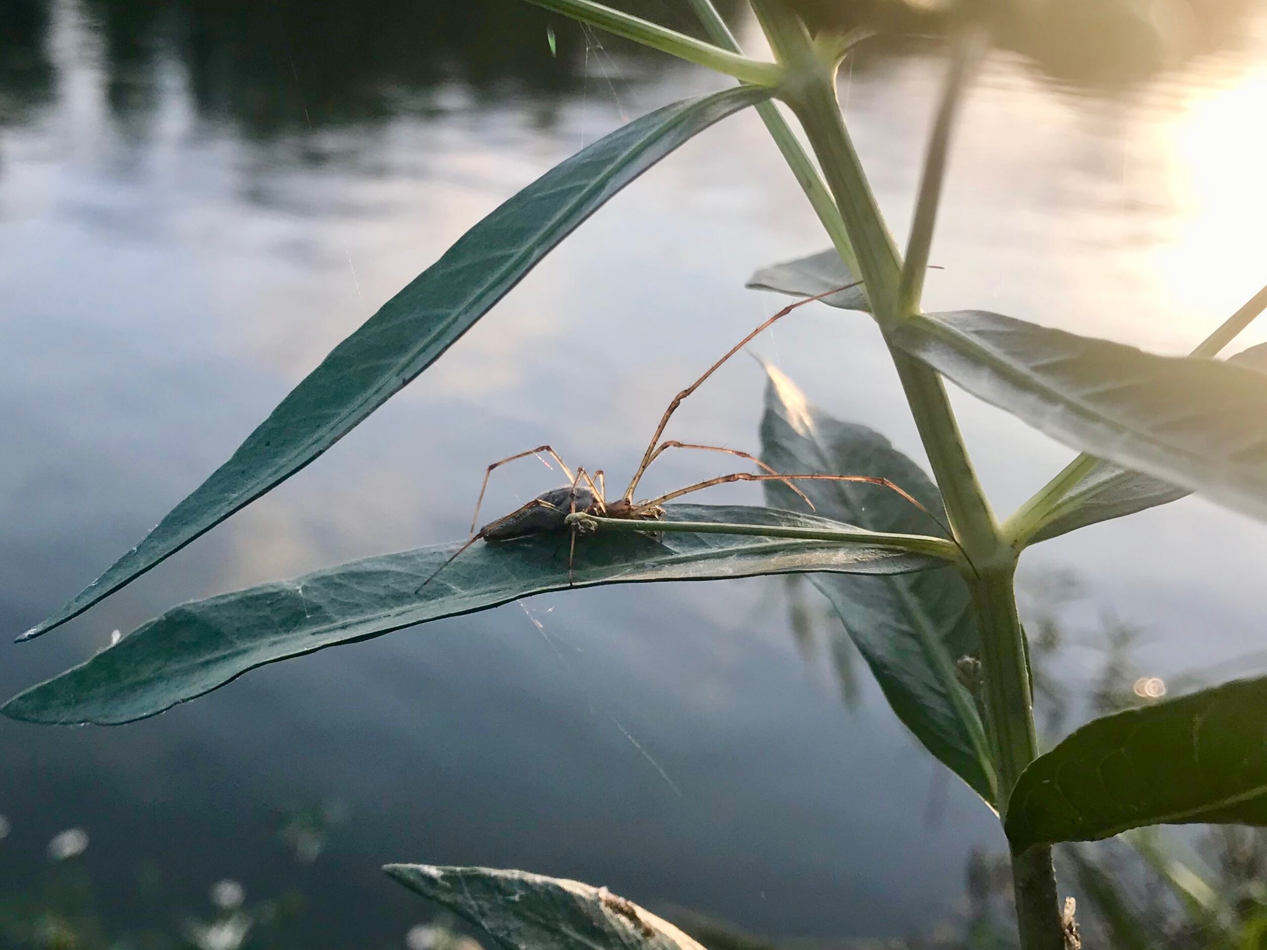 Thief pinches Turner students' crayfish traps used for science