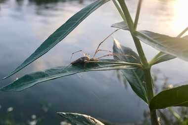 A long-jawed orb weaver sits on a plant alongside the Trinity River in Fort Worth. These...