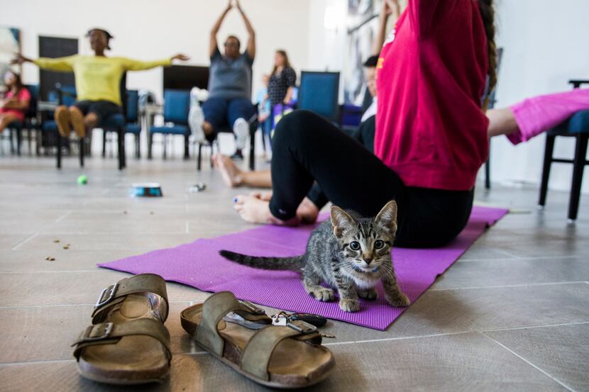A kitten sits on a yoga mat next to Anna Hurst during a kitten yoga class hosted by Attiva...