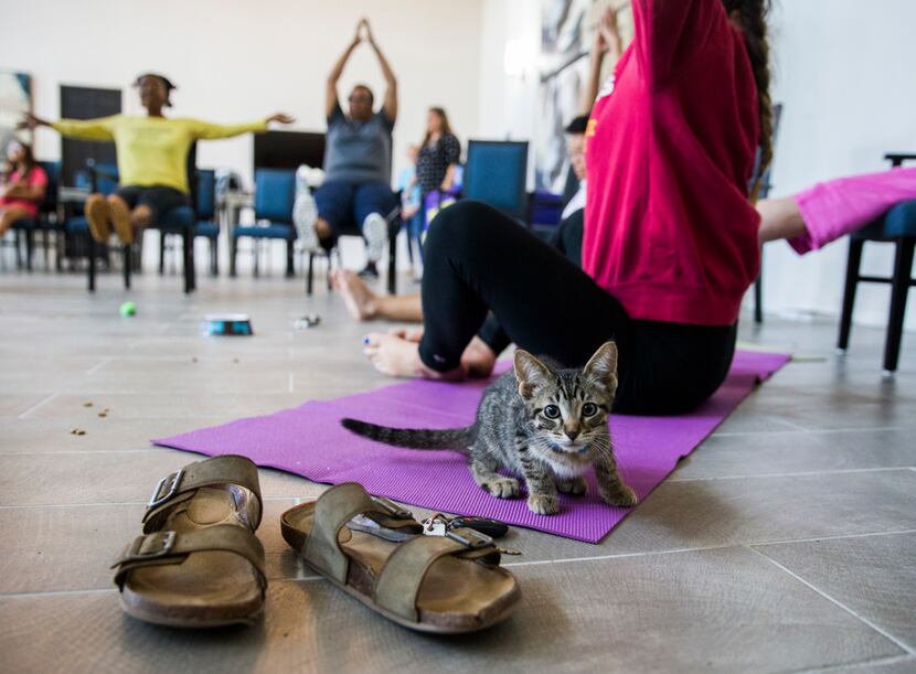 A kitten sits on a yoga mat next to Anna Hurst during a kitten yoga class hosted by Attiva...
