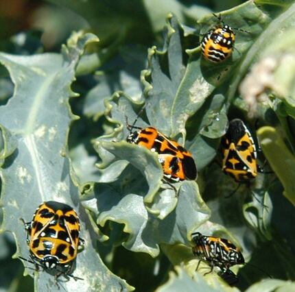 Harlequin bugs (adults and a nymph are pictured) almost exclusively attack plants that are...