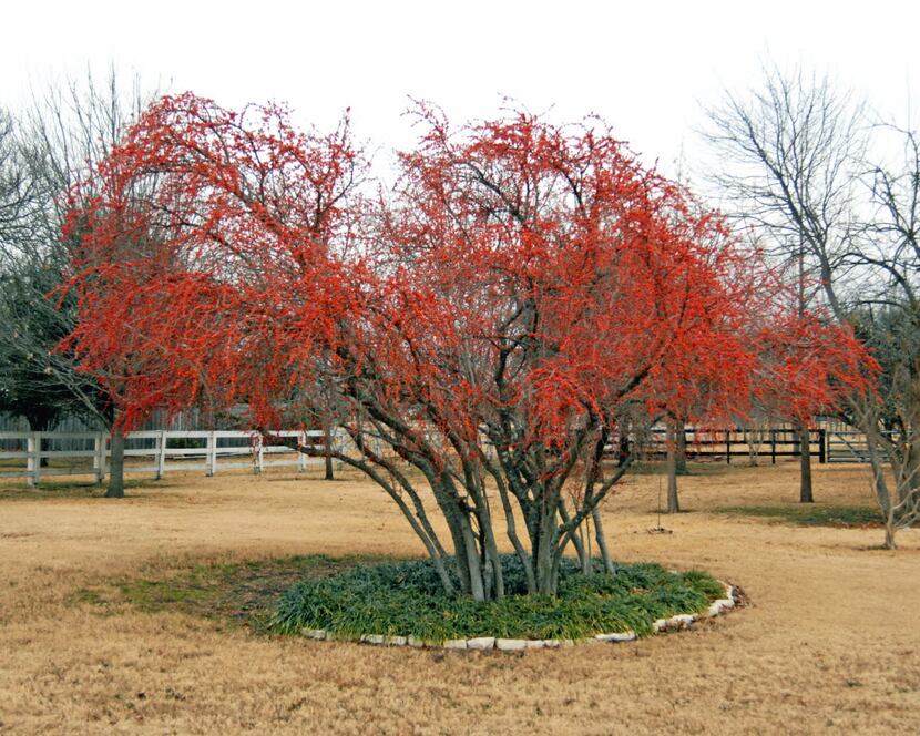 Possumhaw holly is heat- and drought-tolerant, and it can be trained into the shape of a...
