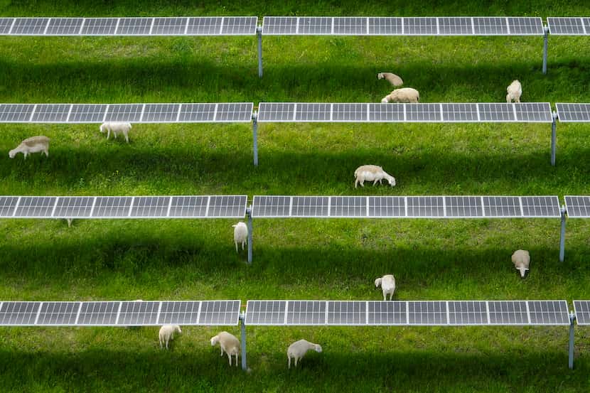 Sheep graze in the shade of a solar array near Gainesville, Texas.