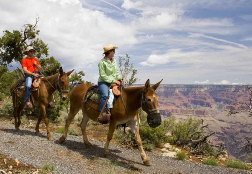 Mules are perfect for rides along the Grand Canyon because of their strong sense of...