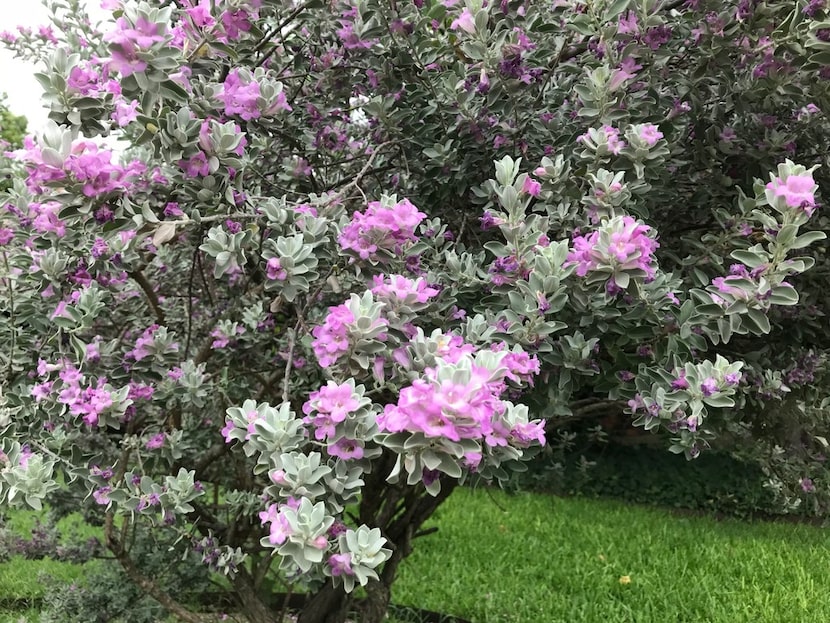 Texas sage blooms, but not regularly. It apparently can predict rain by blooming a few days...