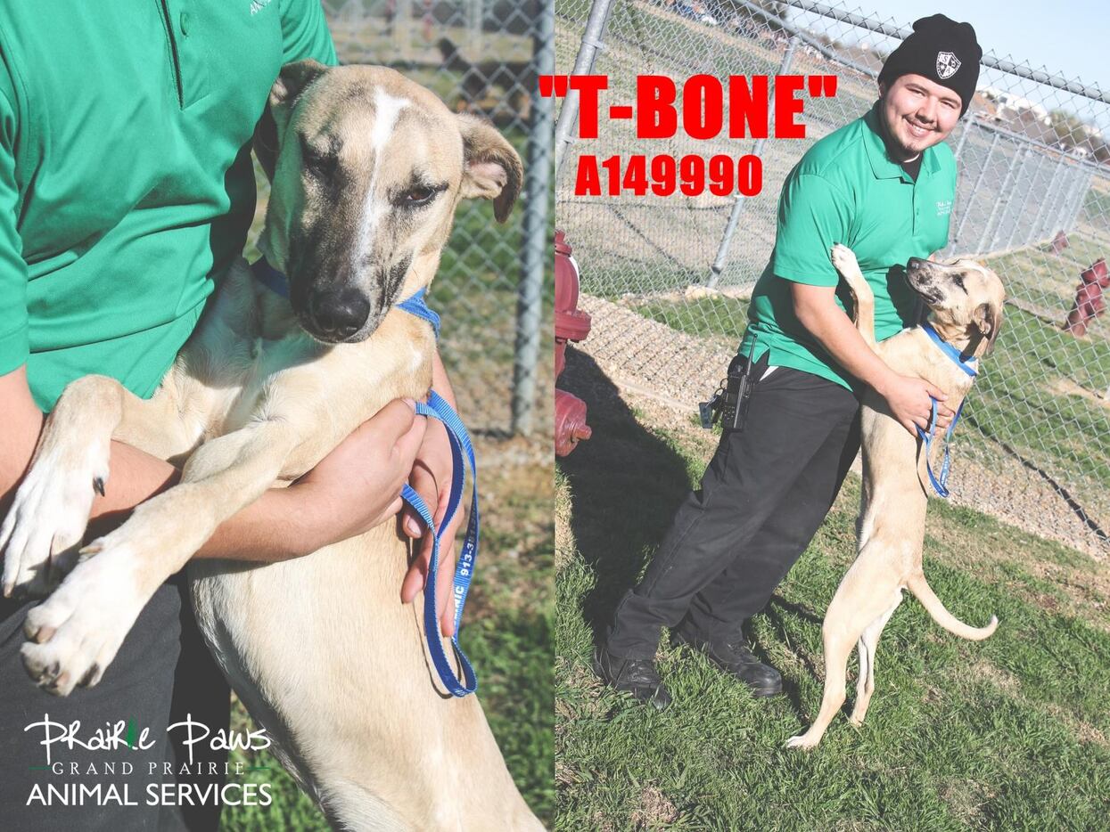 T-Bone is one of the dogs from Prairie Paws Animal Services to be trained by Dallas County...