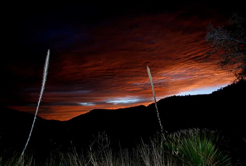Cactus are lit by a camera strobe as the first light of dawn shows over the mountains from...
