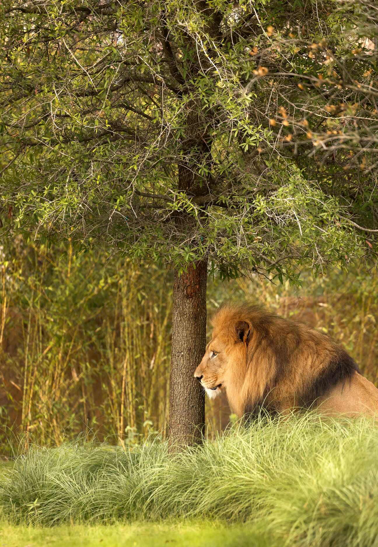 Jabulani, a male African lion, sits in the tall grass of his enclosure in the third phase of...