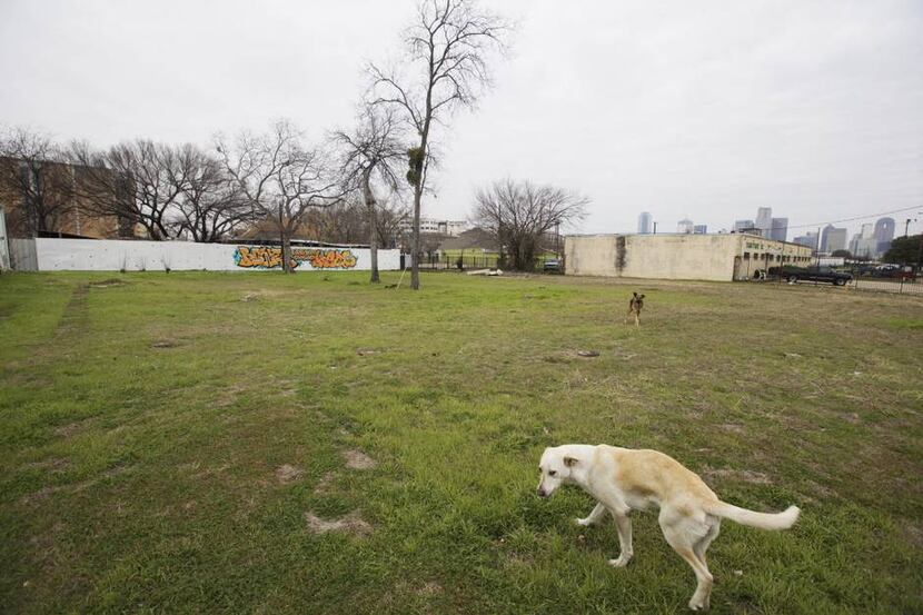 
Dallas Animal Services bumped its number of animal intakes from an average of seven per...