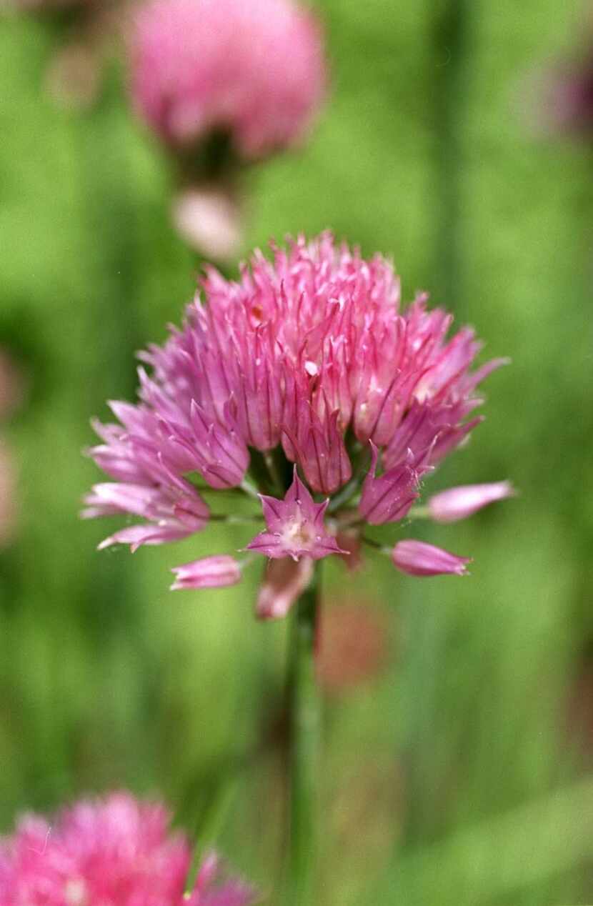 
The Heard sale will include onion chives.
