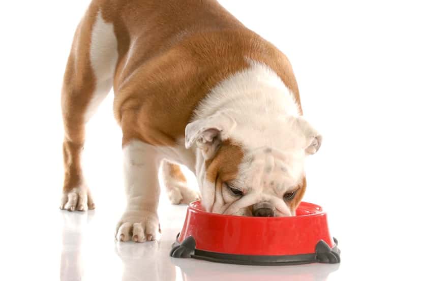 Dogs that have  tested positive for salmonella were more likely to have eaten raw pet food,...