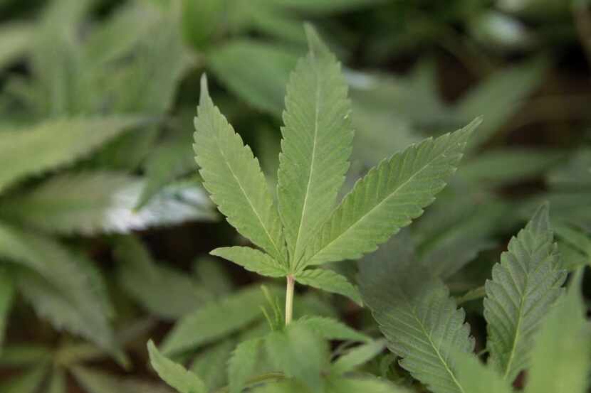  Pot plants at a California marijuana dispensary. AP file photo