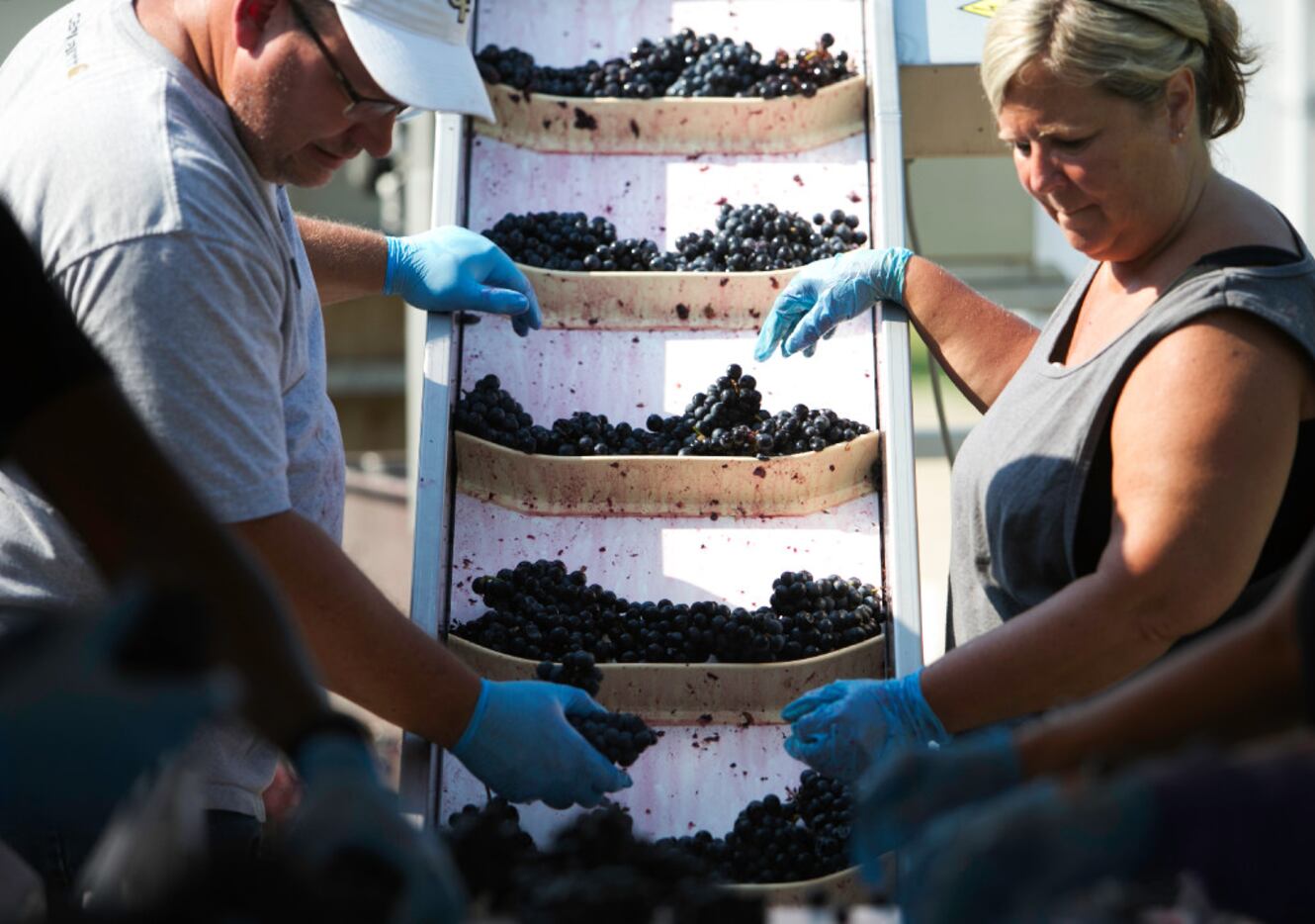Volunteers sort the grapes before they go into the de-stemmer at the Eden Hill Vineyards in...
