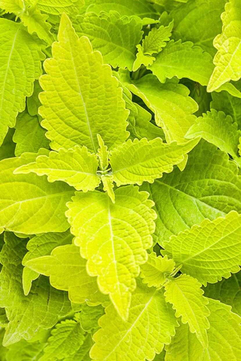 ColorBlaze 'Lime Time' coleus from Proven Winners. 