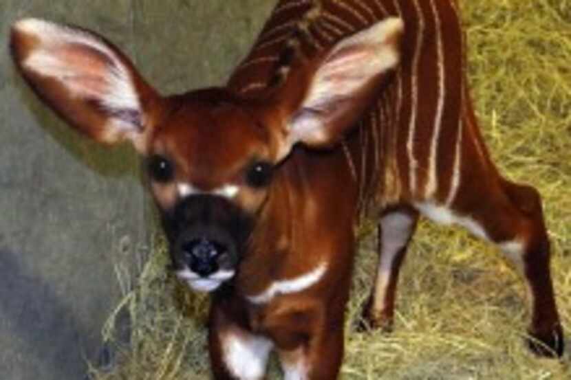  Amara, the zoo's new eastern bongo calf born on Nov. 6. (Courtesy/Dallas Zoo)