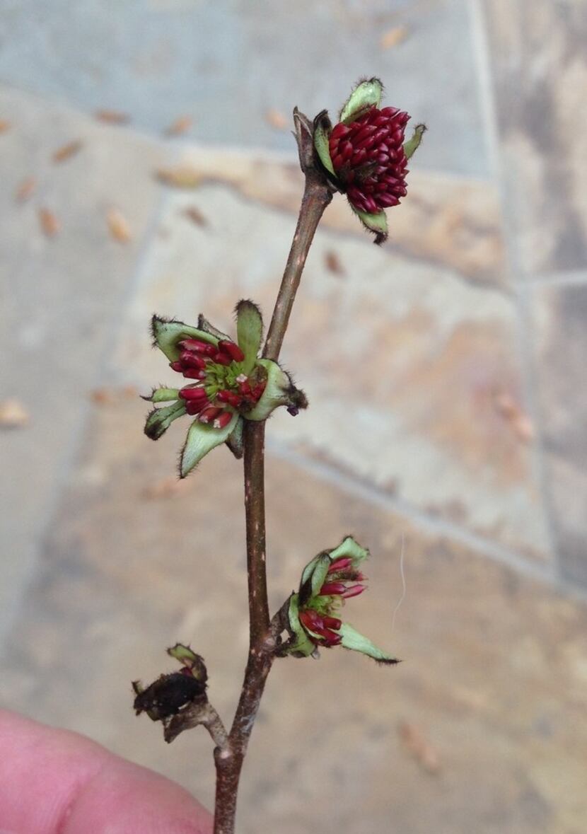 Immature flowers of the Persian ironwood (Parrotia persica)