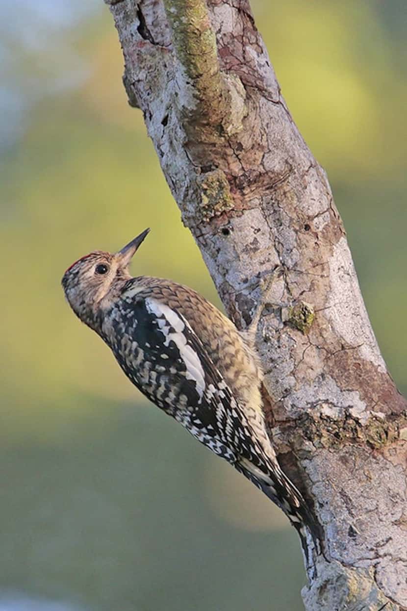 Juvenile yellow-bellied sapsucker is a medium-sized woodpecker