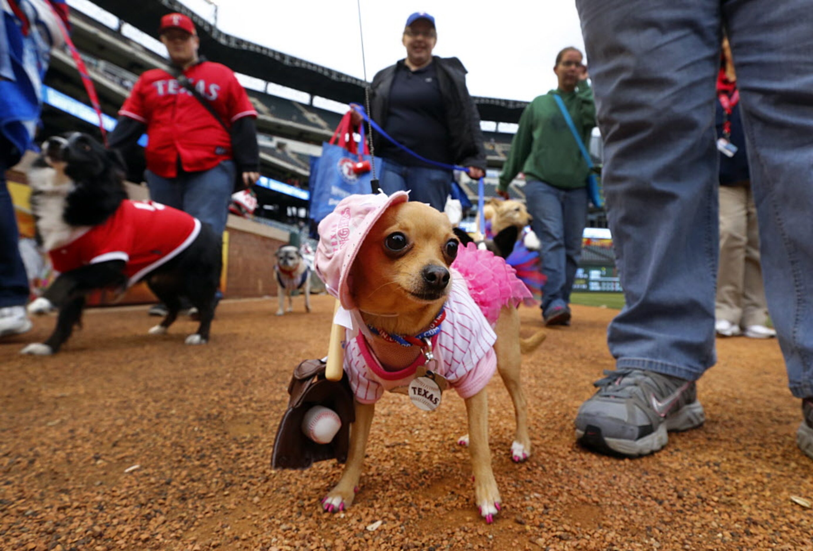 A league of her own? This Texas Rangers-themed dog paraded around the field at Rangers...