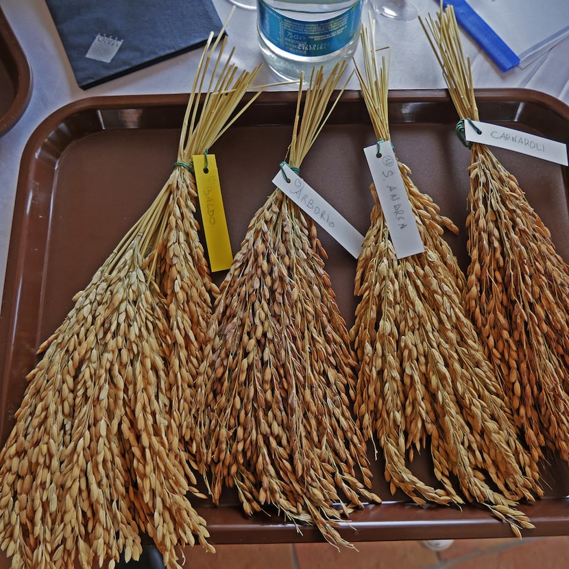 Rice still in its stalks and chaff (from left): baldo, arborio, San. Andrea and carnaroli....