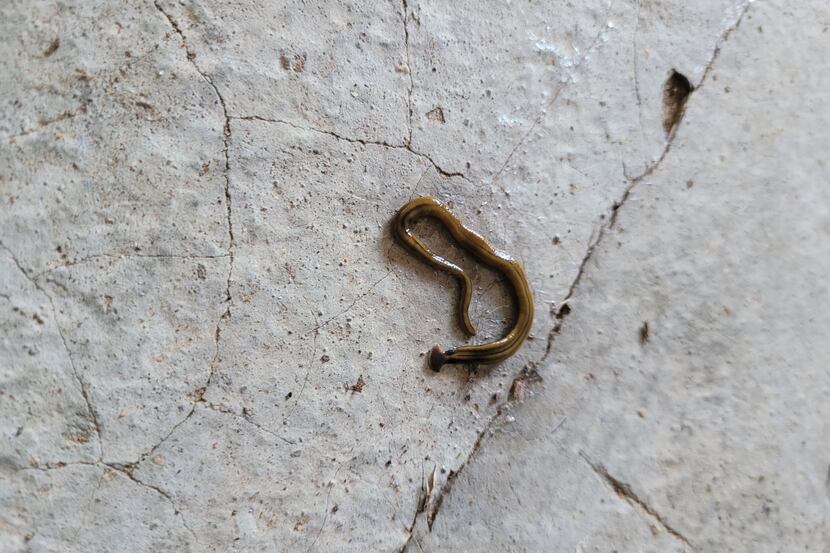 Poisonous worms that multiply when cut are back in Texas. Here's