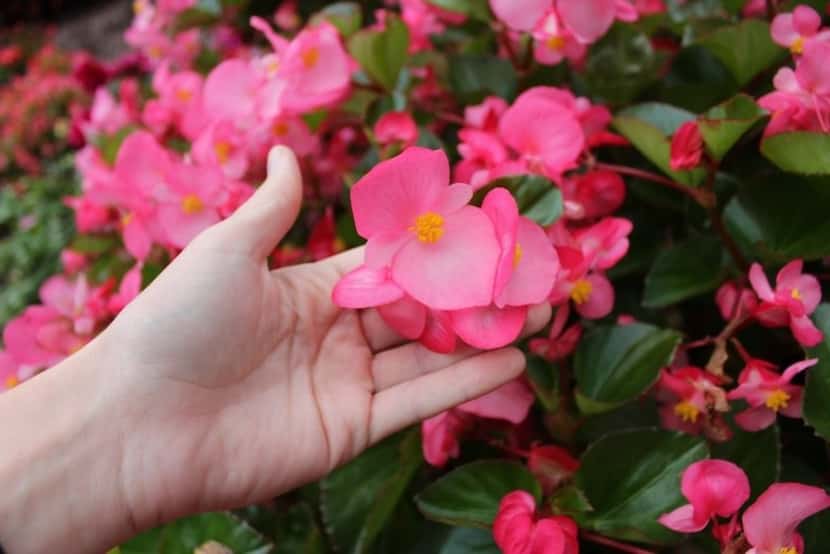The begonia 'Big Red Green Leaf 'variety passed the 2019 plant trials at the Dallas Arboretum.