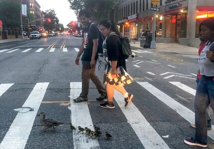 Fotografía del domingo 28 de julio de 2019 proporcionada por Lynn Harris de una pata guiando...