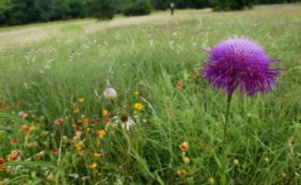  What's left of the Blackland Prairie around White Rock Lake (File photo)