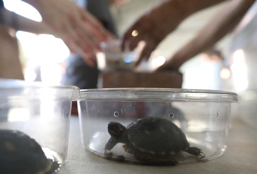 Baby red-footed tortoises were awaiting foster homes. The Serpentarium found temporary homes...