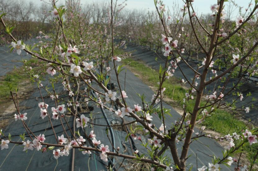 Aggie researcher David Byrne has been working for years on new varieties peaches at this...