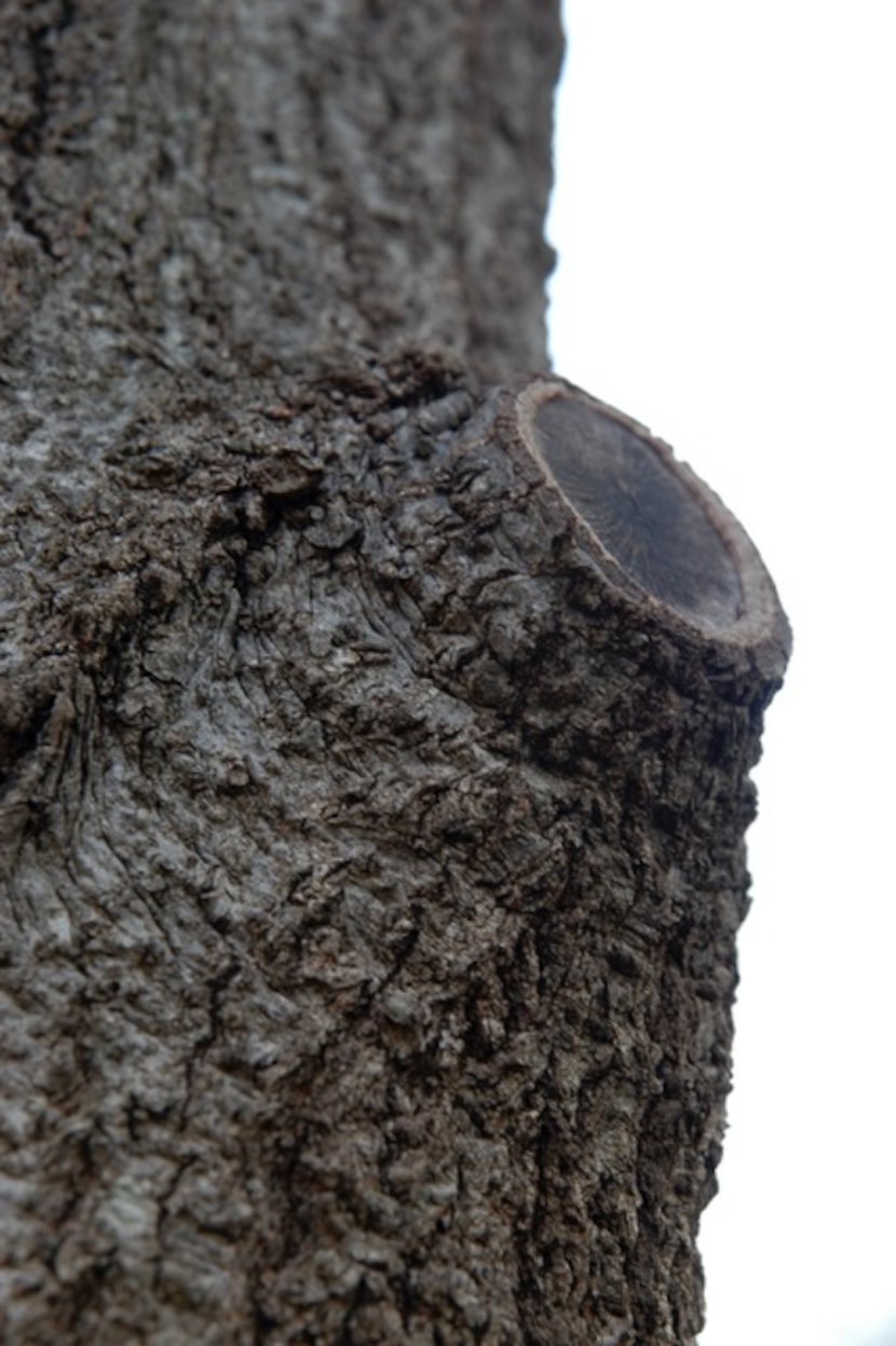 This tree limb has been properly cut and is healing well at the branch collar.