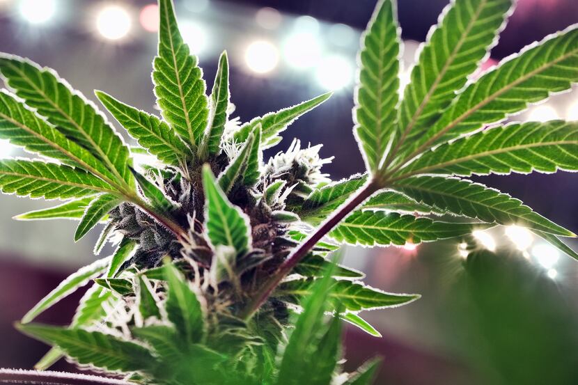FILE - A mature marijuana plant begins to bloom under artificial lights at Loving Kindness...