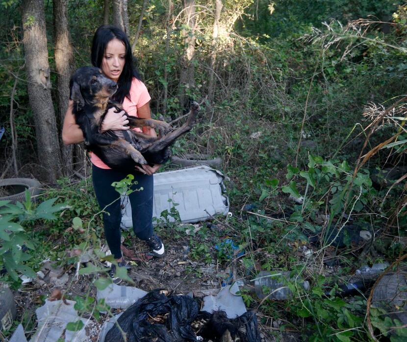 Marina Tarashevska carries a frail bait dog that was abandoned along Dowdy Ferry Road in...