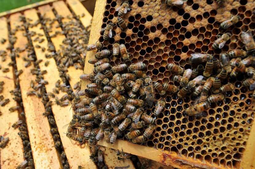 Honey bees are pictured in this file photo.
