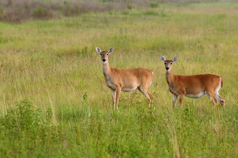 In this photo taken May 12, 2015, a pair of deer look for grass to graze just after sunrise...