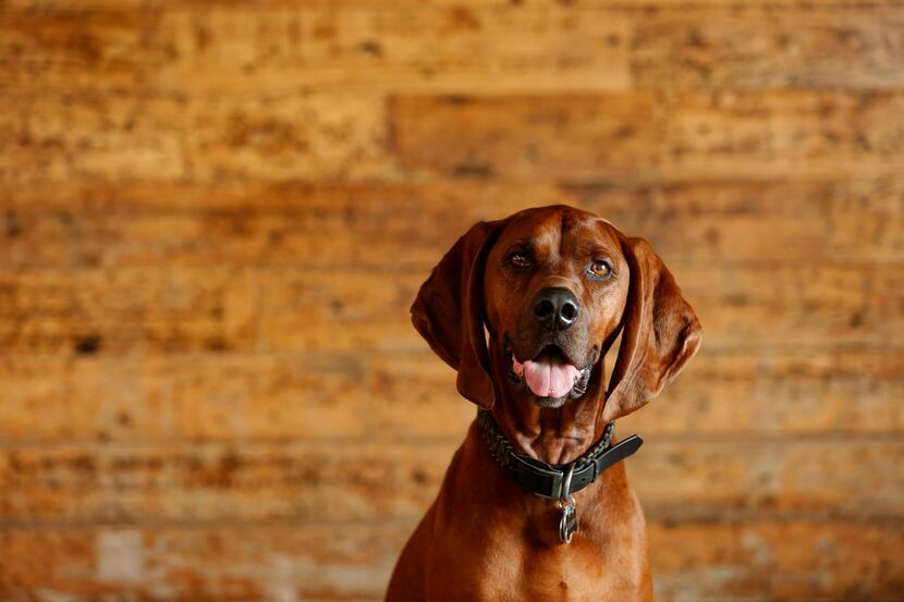 Guidry, a redbone coonhound, is the spokesdog for Dog Friendly Alliance, founded by his...